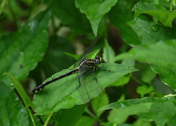 Gomphurus modestus, female